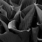 Hosta